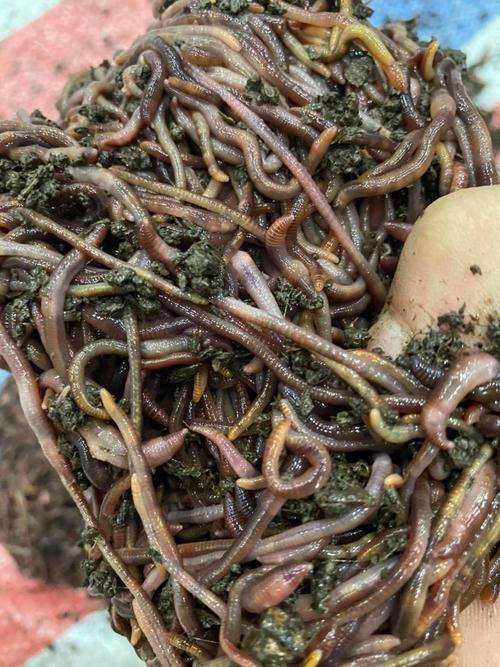 纯牛粪养殖蚯蚓 从场地直销到成品盒装的完整指南