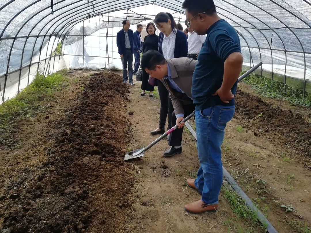 星辉蔬菜积极推进&ldquo;蚯蚓养殖改良土壤&rdquo;项目